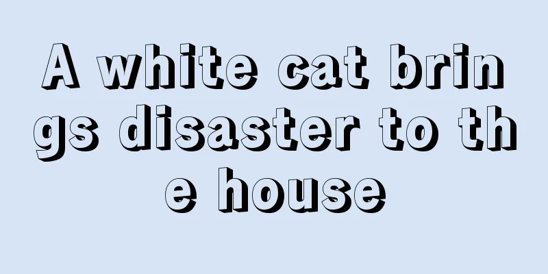 A white cat brings disaster to the house