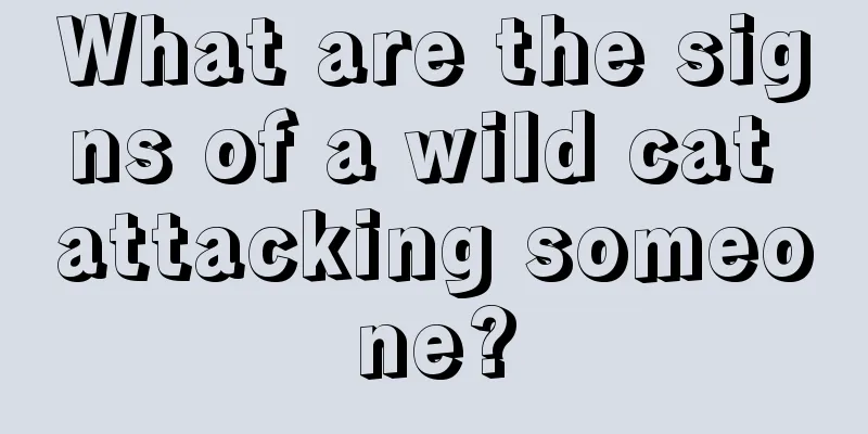 What are the signs of a wild cat attacking someone?