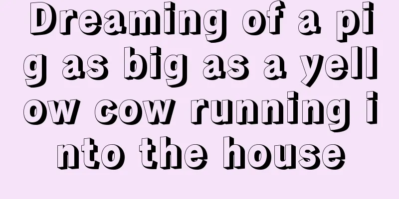 Dreaming of a pig as big as a yellow cow running into the house