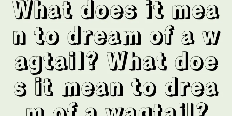 What does it mean to dream of a wagtail? What does it mean to dream of a wagtail?