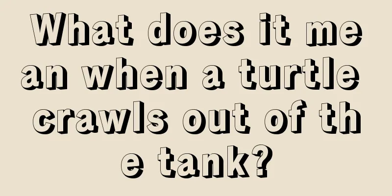 What does it mean when a turtle crawls out of the tank?