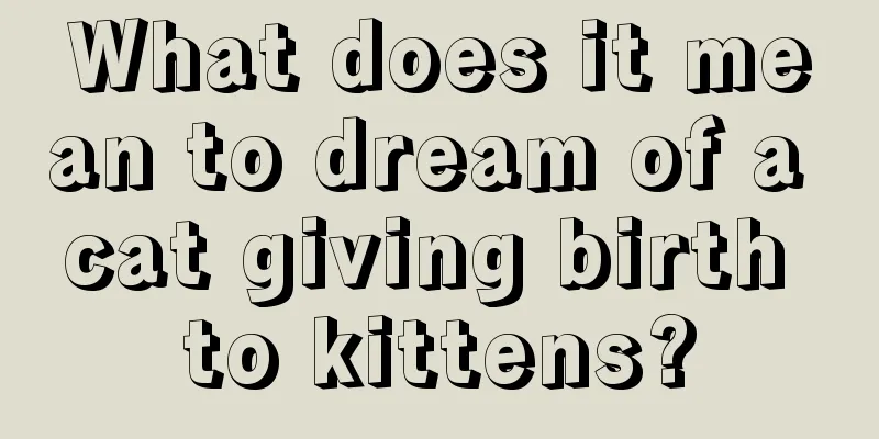 What does it mean to dream of a cat giving birth to kittens?