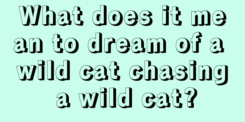 What does it mean to dream of a wild cat chasing a wild cat?