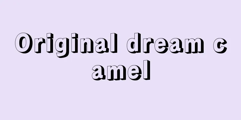 Original dream camel