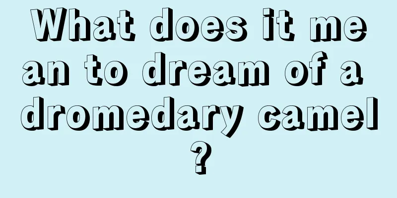 What does it mean to dream of a dromedary camel?